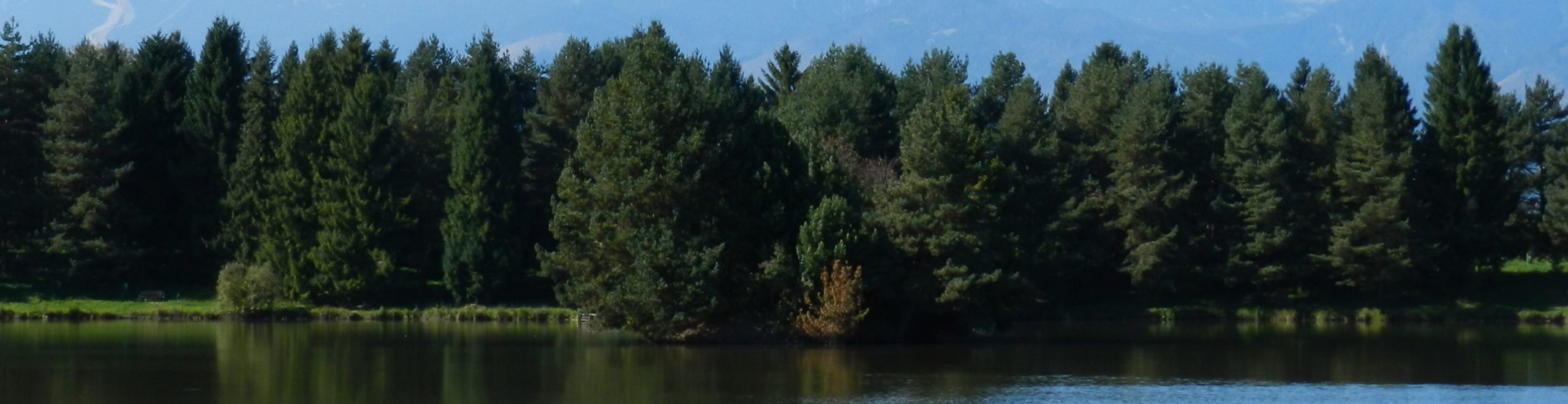 Evergreen Donor Tree: image of evergreen forest