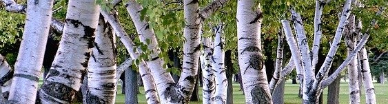 Giving Tree: image of fall golden birch trees