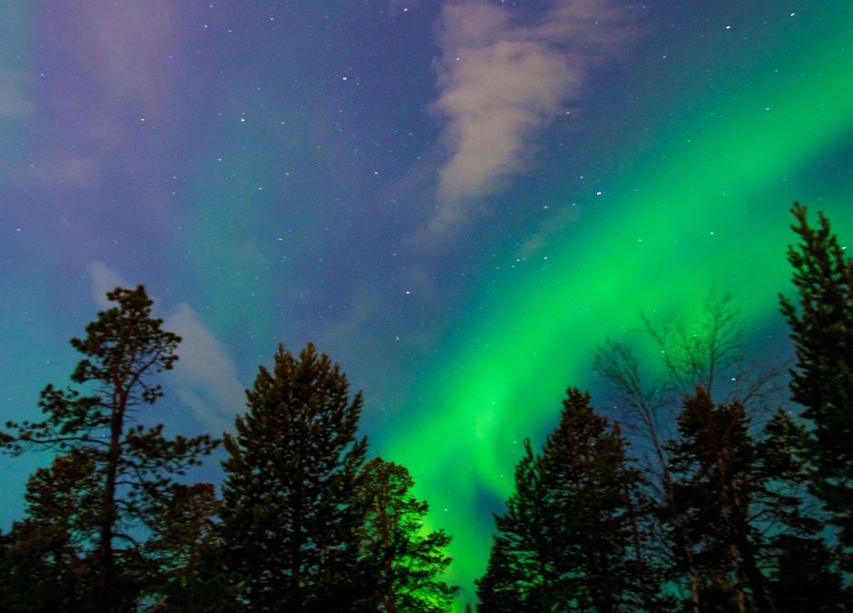 Northern Lights over trees with snow on ground.