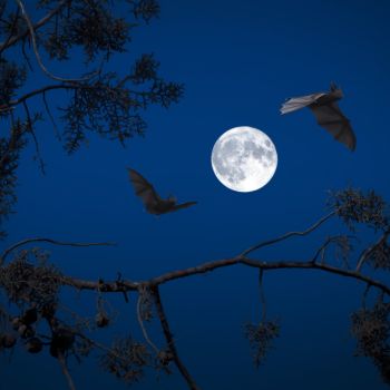 A bright full moon surrounded by a blue sky and tree branches, with two bats flying in silhouette.
